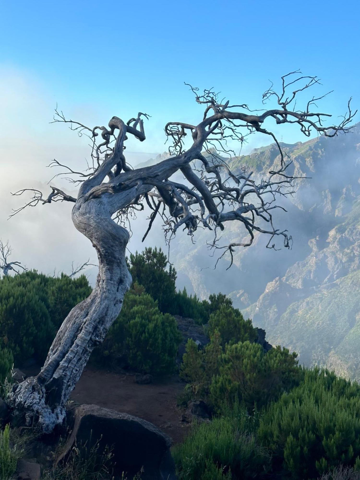 The Green Valley House São Vicente المظهر الخارجي الصورة