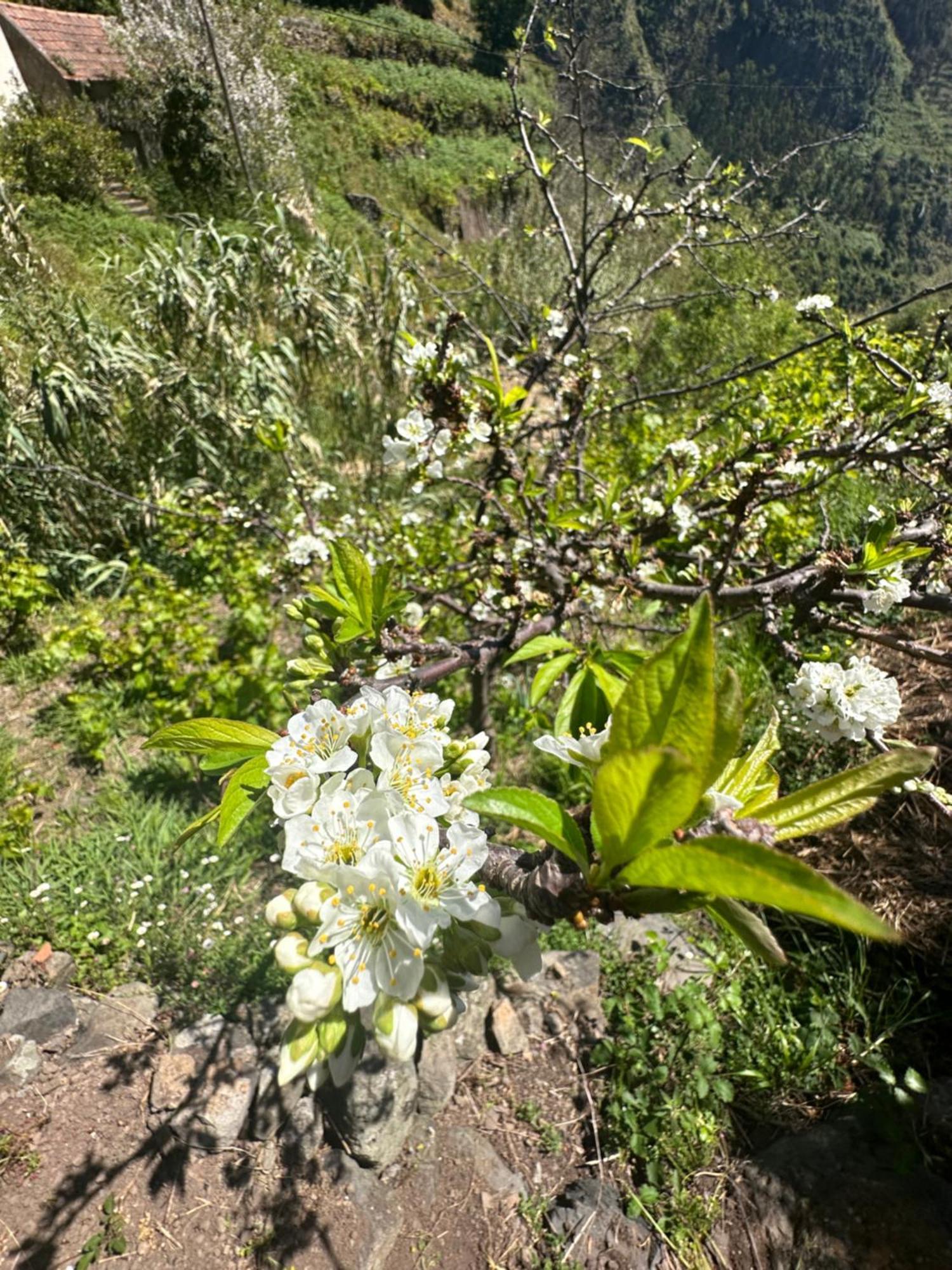 The Green Valley House São Vicente المظهر الخارجي الصورة