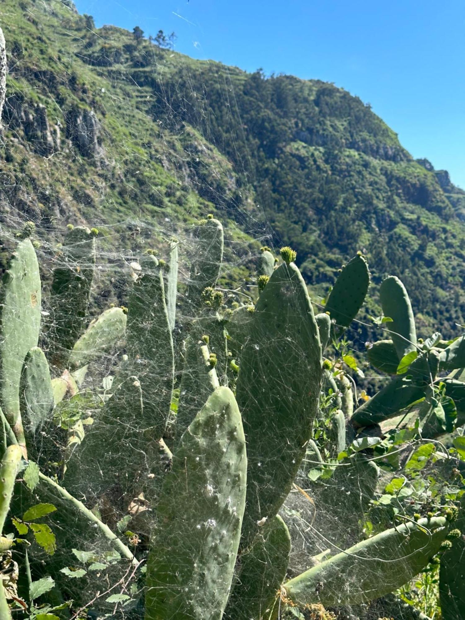 The Green Valley House São Vicente المظهر الخارجي الصورة